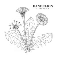 SKETCH OF A DANDELION ON A WHITE BACKGROUND vector