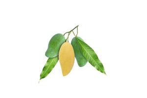 Single yellow ripe mango Between the green raw mango and the green leaves the same branch photo