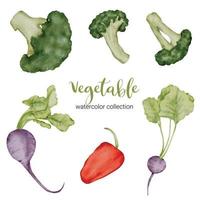 vegetables in watercolor collection flat vector on white background