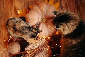 Two curious cats look at a knitted scarf and ripe pumpkin. photo
