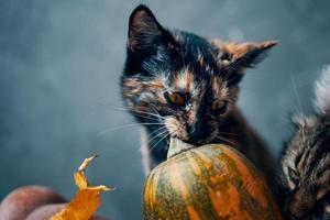 Cats and a pumpkin on a blue background. photo
