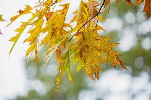 Autumn maple leaves and blue sky background outdoor