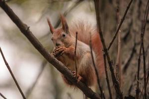 Squirrel eat nuts on branch of autumn tree photo