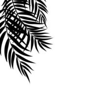 Beautifil Palm Tree Leaf  Silhouette Background Vector Illustration