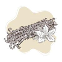 Vanilla Flower and Sticks Tied Bunch Engraved Illustration vector