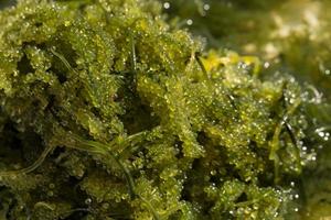 Sea grapes green caviar seaweed Healthy food photo