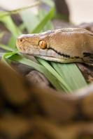 retrato de boa, serpiente boa constrictor en la rama de un árbol foto