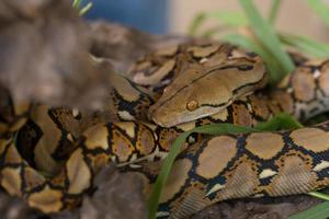 retrato de boa, serpiente boa constrictor en la rama de un árbol foto