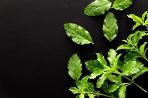 Fresh basil leaves over a black background and copy space. photo