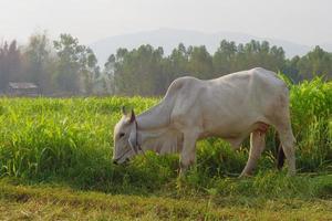 vacas pastando en el borde del maizal en una luz de la mañana foto