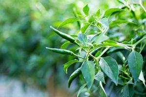 Ripe Green chilli on a tree, Green chilies grows in the garden photo