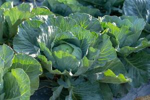 Fresh cabbage from farm field, cabbage in the garden photo