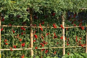 Ripe red tomatoes are hanging on the tomato tree in the garden photo