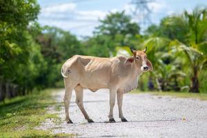 la vaca está en la carretera en la tailandia rural foto