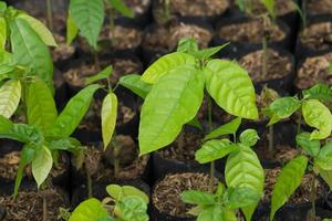 Cocoa tree in seeding bag, In the greenhouse photo