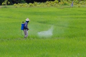 farmer spraying pesticide in the rice field protection pest photo