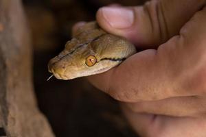 mano sosteniendo la mano bola serpiente pitón foto