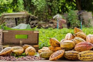 Granos de cacao crudos y mazorcas de cacao sobre una superficie de madera foto