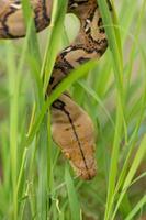 serpiente boa en la hierba, serpiente boa constrictor en la rama de un árbol foto