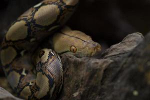 retrato de boa, serpiente boa constrictor en la rama de un árbol foto