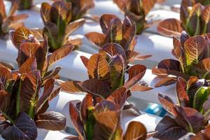 Red Cos lettuce leaves, Salads vegetable hydroponics farm photo