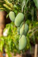 Primer plano de mangos verdes colgando de un árbol de mango foto