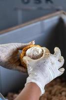 man holding a ripe cocoa fruit with beans inside and Bring seeds out of the sheath. photo