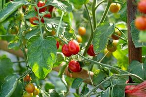 Los tomates rojos maduros cuelgan del árbol del tomate en el jardín foto