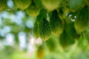 Momordica charantia often called bitter melon bitter gourd or bitter squash photo