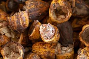 Cacao fruit, raw cacao beans and Cocoa pod background photo