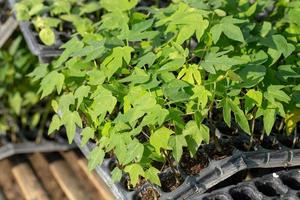 Close up of of papaya seedling with blurred background photo