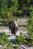 bison grazing on a meadow in yellowstone national park photo