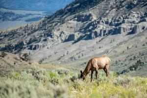 elk in the mountains of yellowstone photo