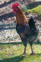 Retrato de gallo joven caminando en el patio trasero foto