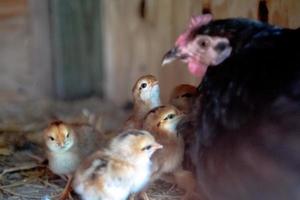 mother hen with baby chickens photo