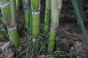 sugarcane farm on field for harvest photo