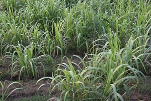 sugarcane farm on field for harvest photo