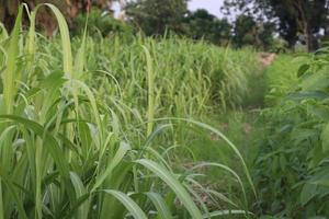 sugarcane farm on field for harvest photo