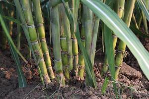 sugarcane farm on field for harvest photo