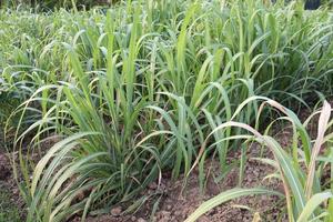 sugarcane farm on field for harvest photo