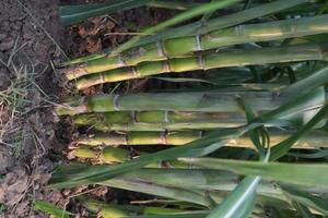 sugarcane farm on field for harvest photo