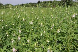 healthy and green sesame farm photo