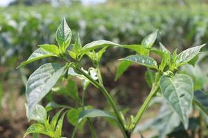green colored chili on tree photo