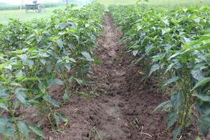 green colored chili tree firm photo