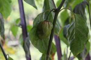 green colored chili on tree photo