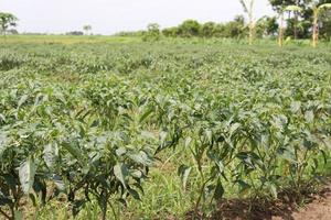 green colored chili tree firm photo