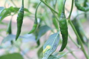 green colored chili on tree photo