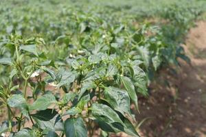 green colored chili tree firm photo