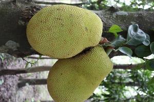 jackfruit stock on tree in the farm photo