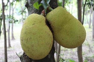 jackfruit stock on tree in the farm photo